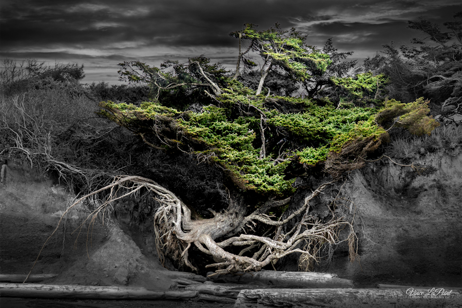 Tree of Life, Kalaloch, WA